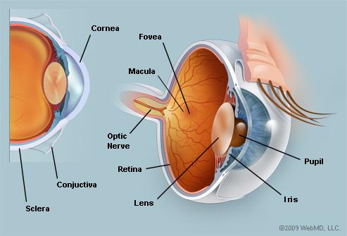 The Human Eye