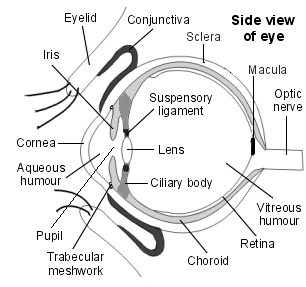 eye anatomy